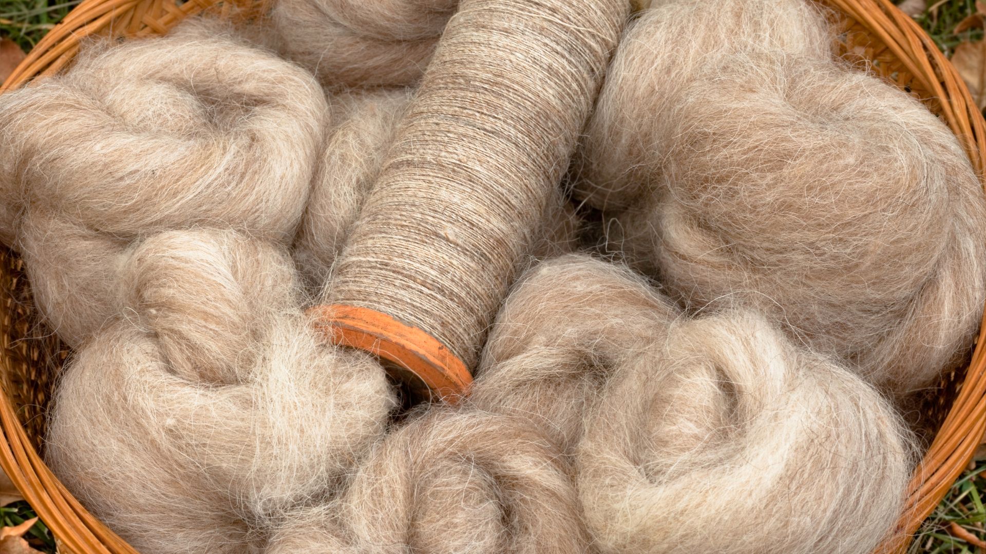 Natural Wool Fibers